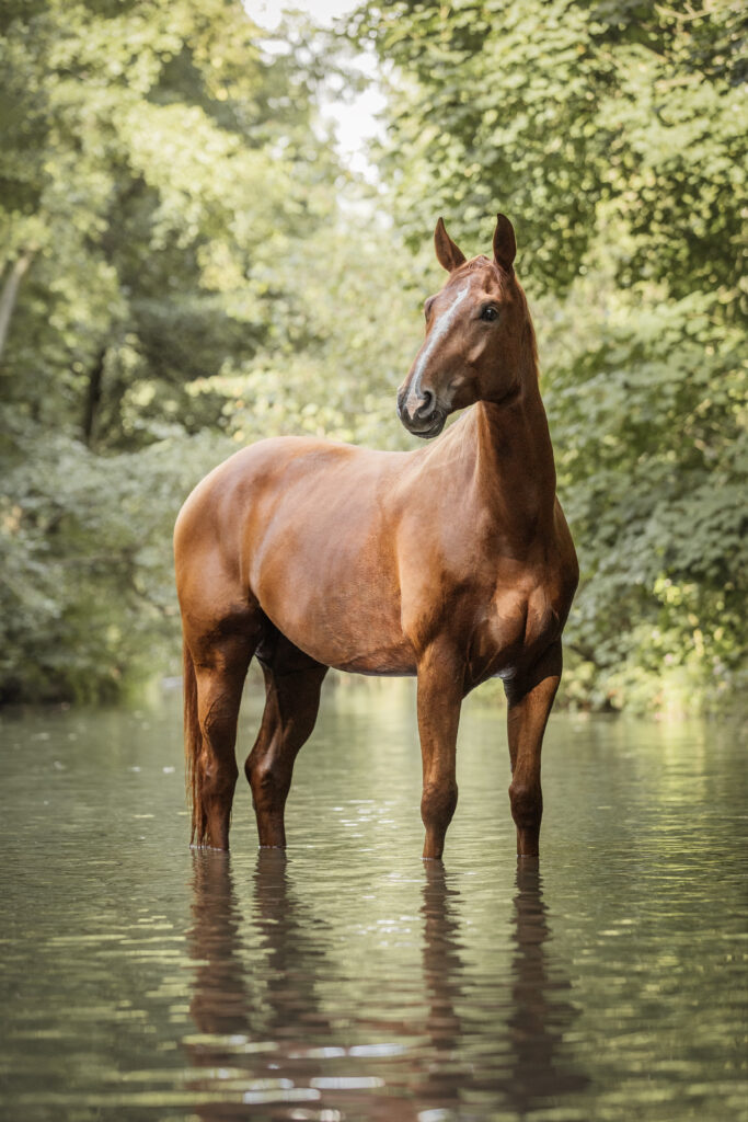 Pferd im Wasser bei bei Fotoshooting im Fluss mit Coralie Duda Fotografie im Wetteraukreis