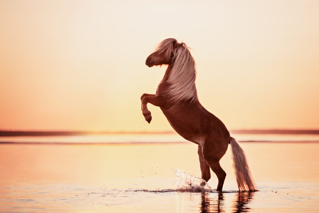 steigendes Pony im Wasser bei Fotoshooting am Strand mit Coralie Duda Fotografie in Renesse