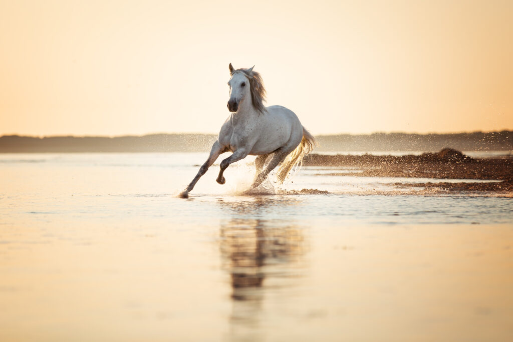 Pferd im Galopp am Strand von Renesse bei Fotoshooting mit Coralie Duda Fotografie