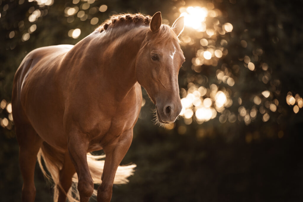 Pony im Trab im Sonnenuntergang bei Pferdefotoshooting mit Coralie Duda Fotografie