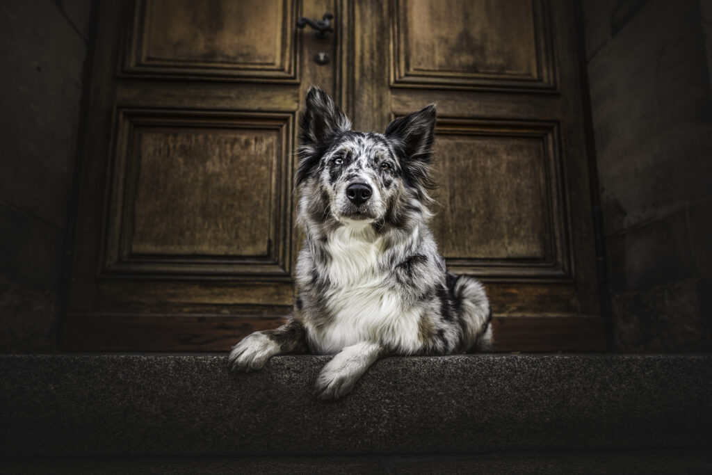 Australian Shepherd bei Hundefotoshooting in der Stadt mit Coralie Duda Fotografie in Büdingen