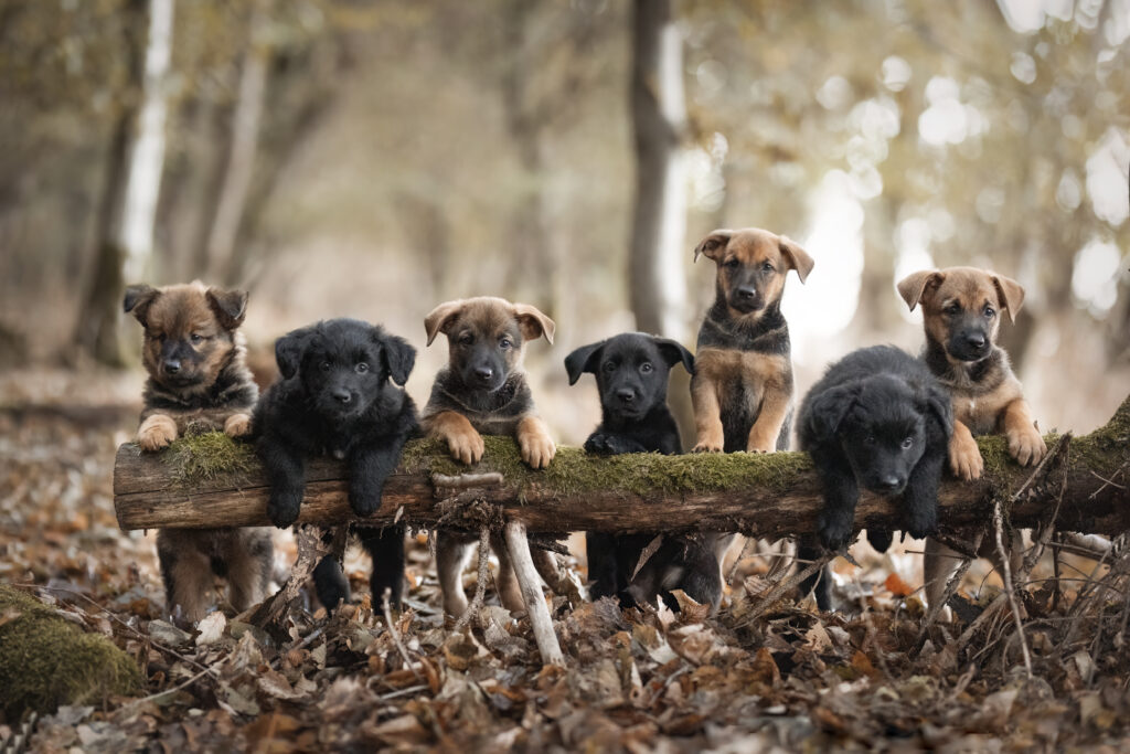 Altdeutscher Hütehund Welpen auf Baumstamm bei Welpenfotoshooting mit Coralie Duda Fotografie im Wetteraukreis