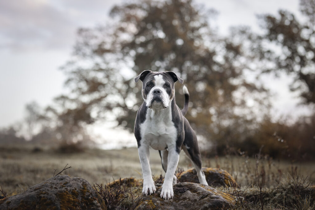 Hund bei Fotoshooting im Herbst mit Coralie Duda Fotografie im Wetteraukreis 2