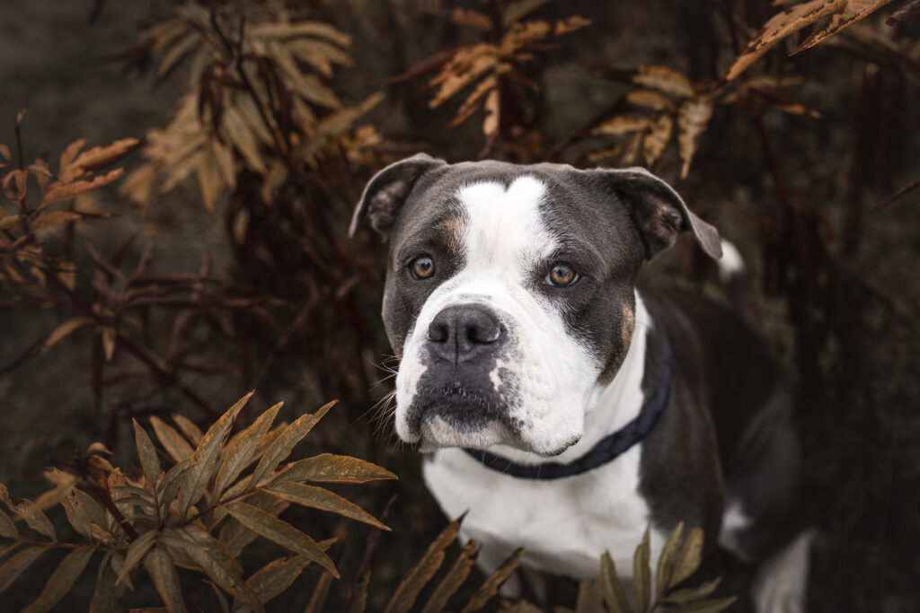 Hund bei Fotoshooting im Herbst mit Coralie Duda Fotografie im Wetteraukreis 1
