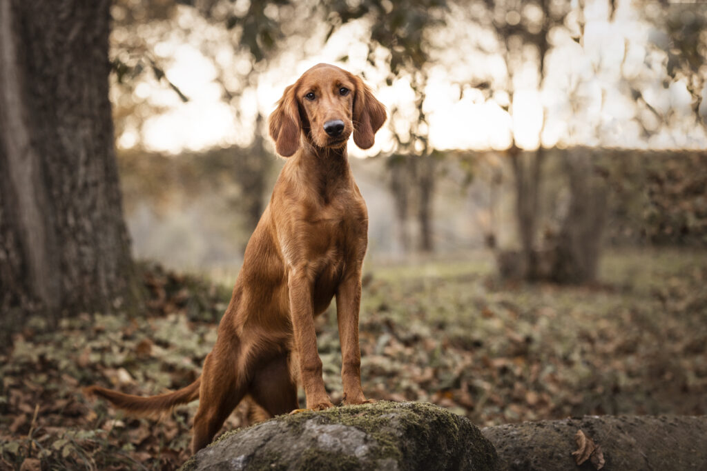 Irish Setter bei Hundefotoshooting im Herbst mit Coralie Duda Fotografie im Wetteraukreis