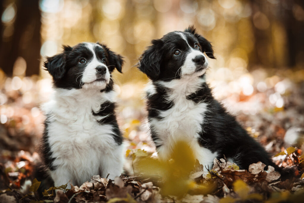 Zwei Bordercollie Welpen bei Hundefotoshooting mit Coralie Duda Fotografie im Wetteraukreis