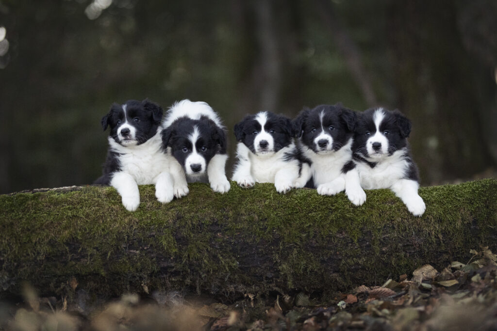 Bordercollie Welpen Wurffoto bei Welpenfotoshooting mit Coralie Duda Fotografie im Wetteraukreis