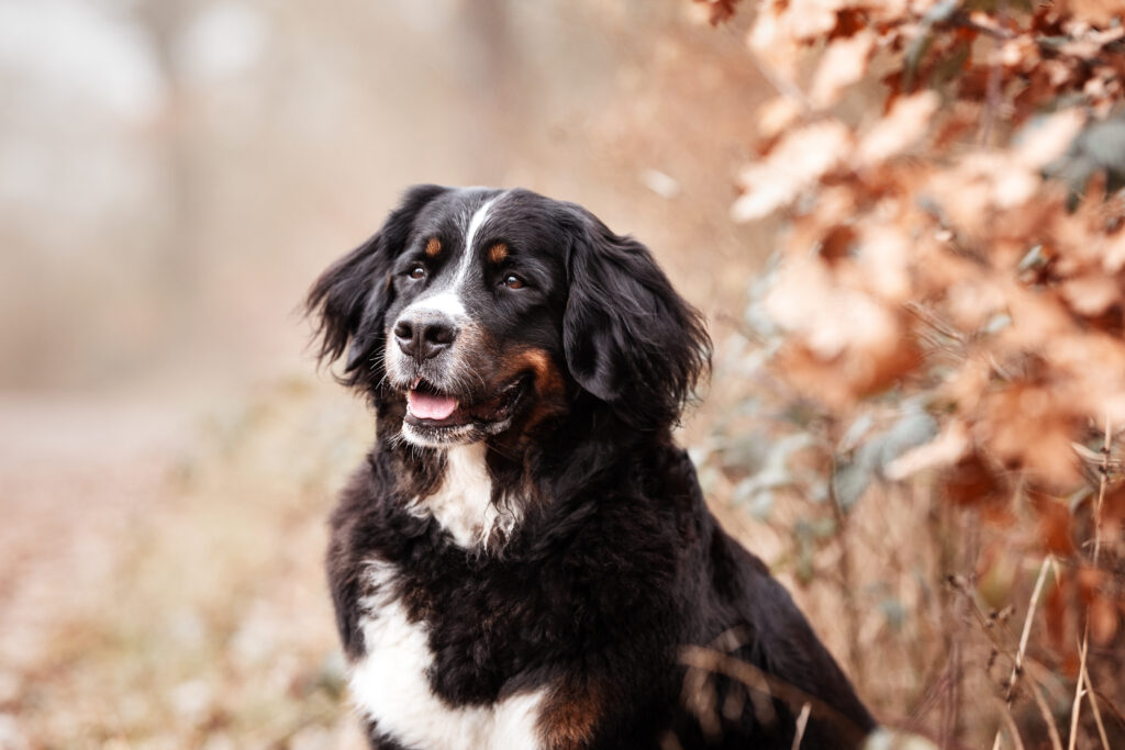 Berner Sennenhund bei Tierfotoshooting mit Coralie Duda Fotografie im Wetteraukreis