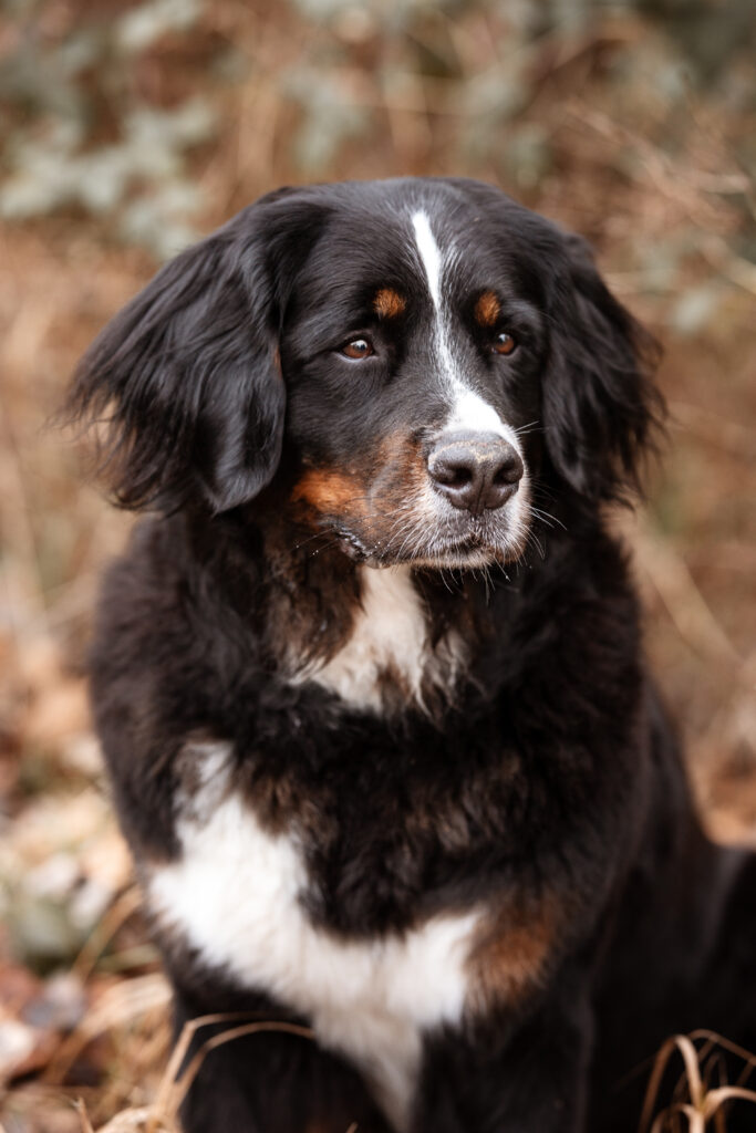 Berner Sennenhund bei Hundefotoshooting im Winter mit Coralie Duda Fotografie im Wetteraukreis