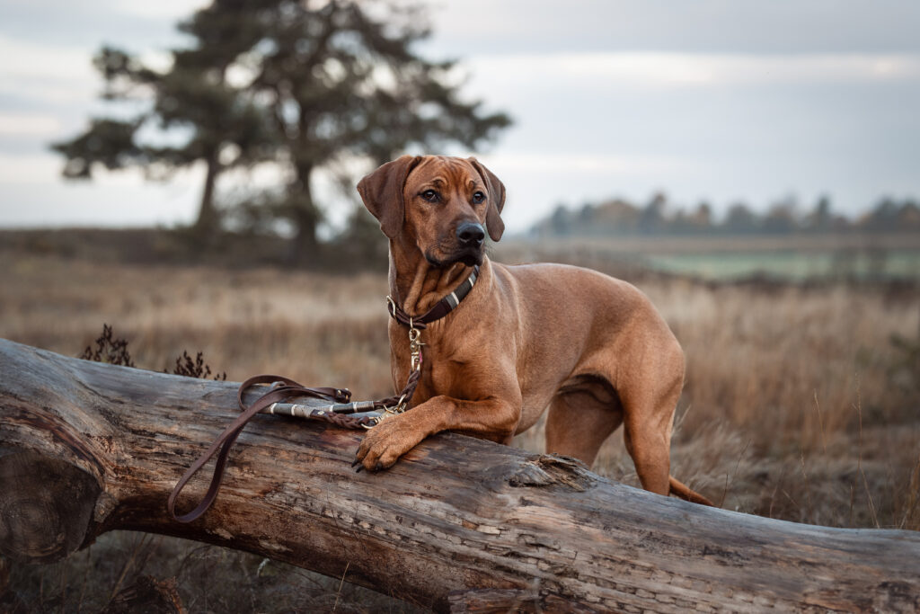 Ridgeback mit Leine bei Hundefotoshooting mit Coralie Duda Fotografie im Wetteraukreis