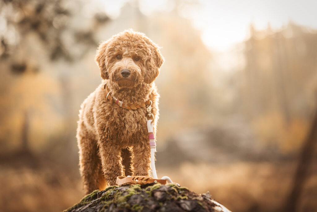 Maltipoo bei Hundefotoshooting für Hundeleinen mit Coralie Duda Fotografie im Wetteraukreis