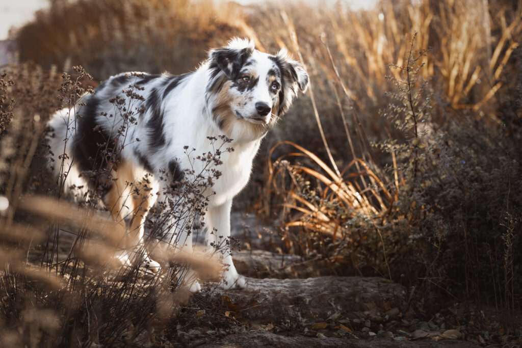 Australian Shepherd bei Hundefotoshooting im Herbst mit Coralie Duda Fotografie im Main-KInzig-Kreis