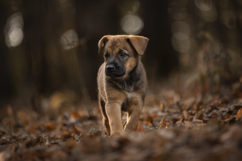 Altdeutscher Hütehund Welpe bei Welpenfotoshooting mit Coralie Duda Fotografie im Wetteraukreis