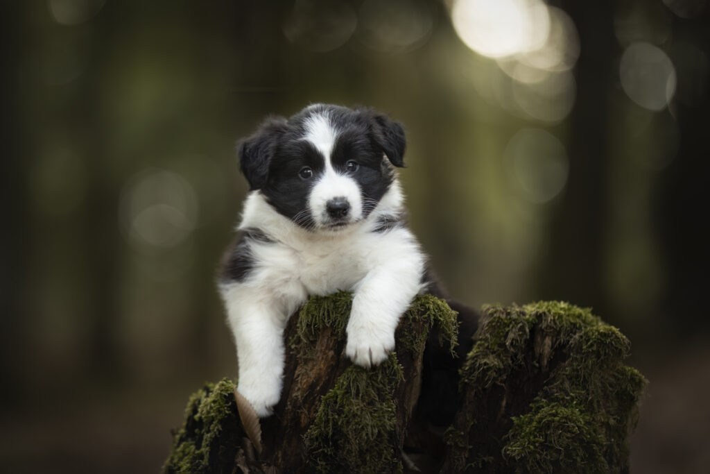 Bordercollie Welpe im Wald bei Hundefotoshooting mit Coralie Duda Fotografie im Wetteraukreis