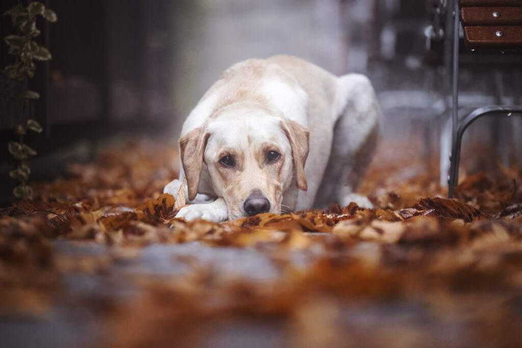 Labrador legt Kopf in Herbstlaub bei Fotoshooting mit Coralie Duda Fotografie in der Sächsischen Schweiz