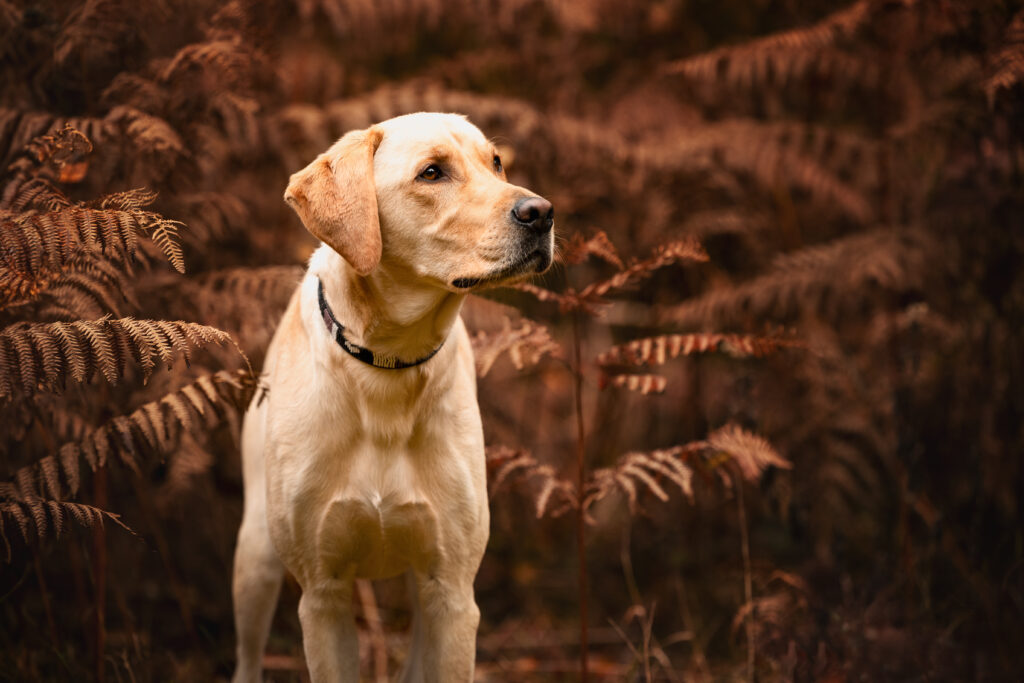 Labrador bei Hundefotoshooting im Herbst mit Coralie Duda Fotografie im Pfälzer Wald