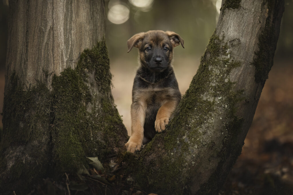 Altdeutscher Hütehund Welpe im Wald bei Hundefotoshooting mit Coralie Duda Fotografie in Büdingen