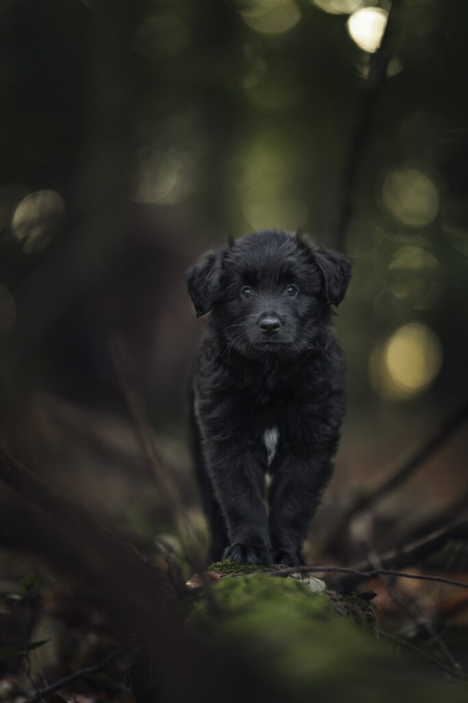 Altdeutscher Hütehund Welpe auf Baumstamm bei Welpenfotoshooting mit Coralie Duda Fotografie im Wetteraukreis