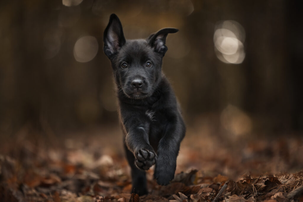 Altdeutscher Hütehund Welpe rennt bei Welpenfotoshooting mit Coralie Duda Fotografie im Wetteraukreis