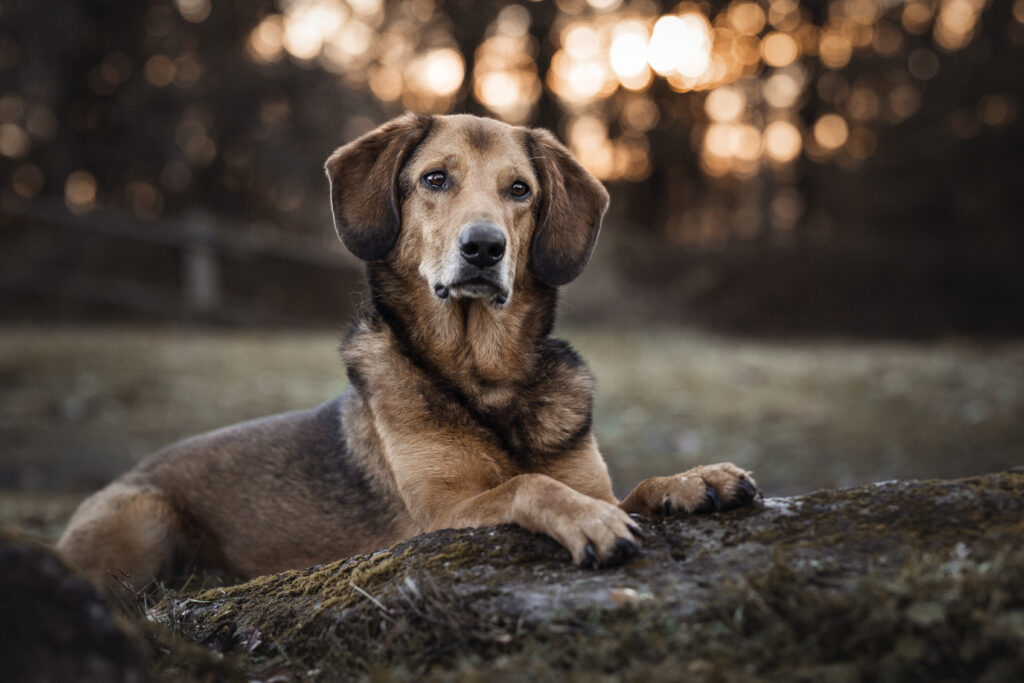 Hund bei Fotoshooting im Sonnenaufgang mit Coralie Duda Fotografie im Wetteraukreis