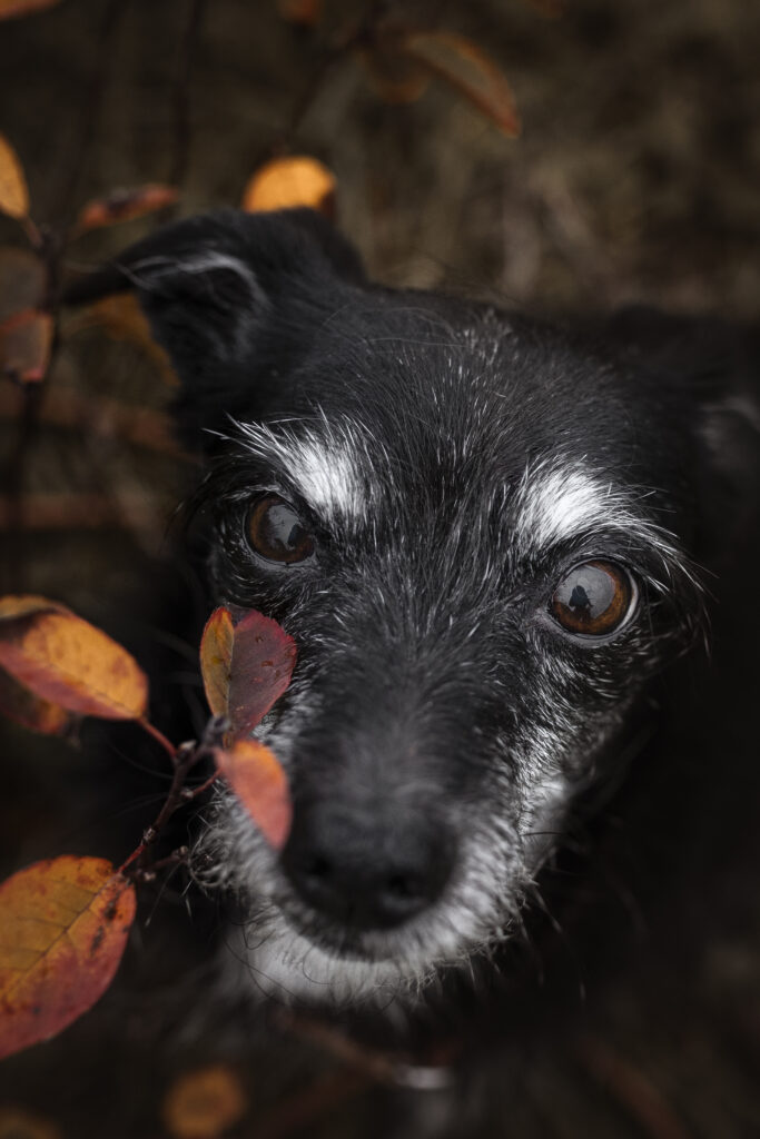 Hund bei Fotoshooting im Herbst mit Coralie Duda Fotografie im Wetteraukreis