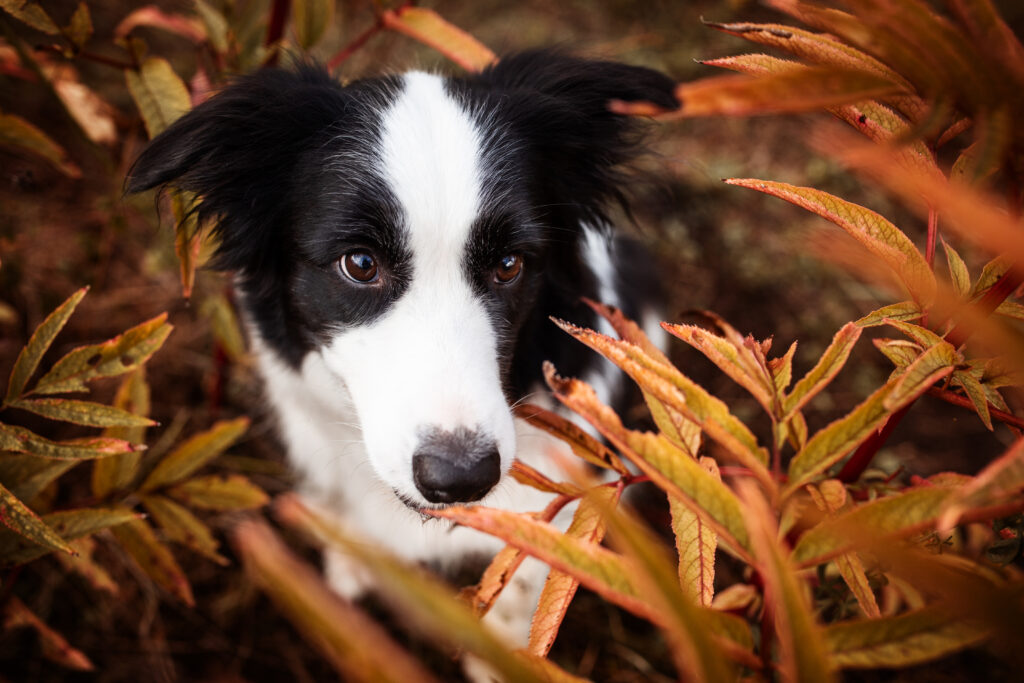 Bordercollie in Herbstblättern bei Hundefotoshooting mit Coralie Duda Fotografie im Wetteraukreis