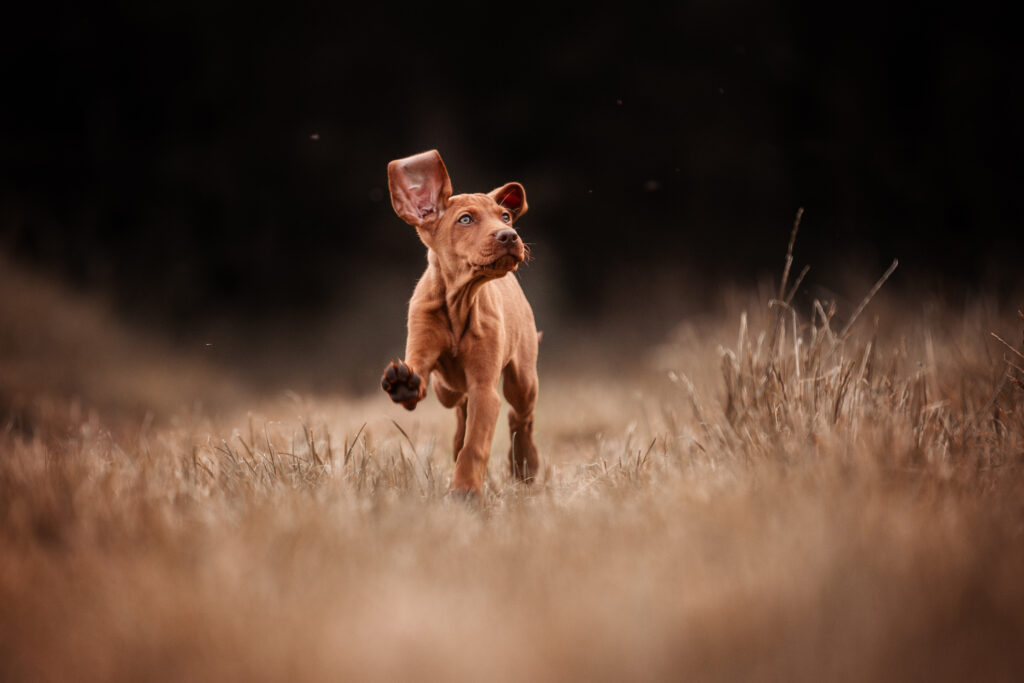 Viszla Welpe rennt bei Hundefotoshooting mit Coralie Duda Fotografie im Wetteraukreis