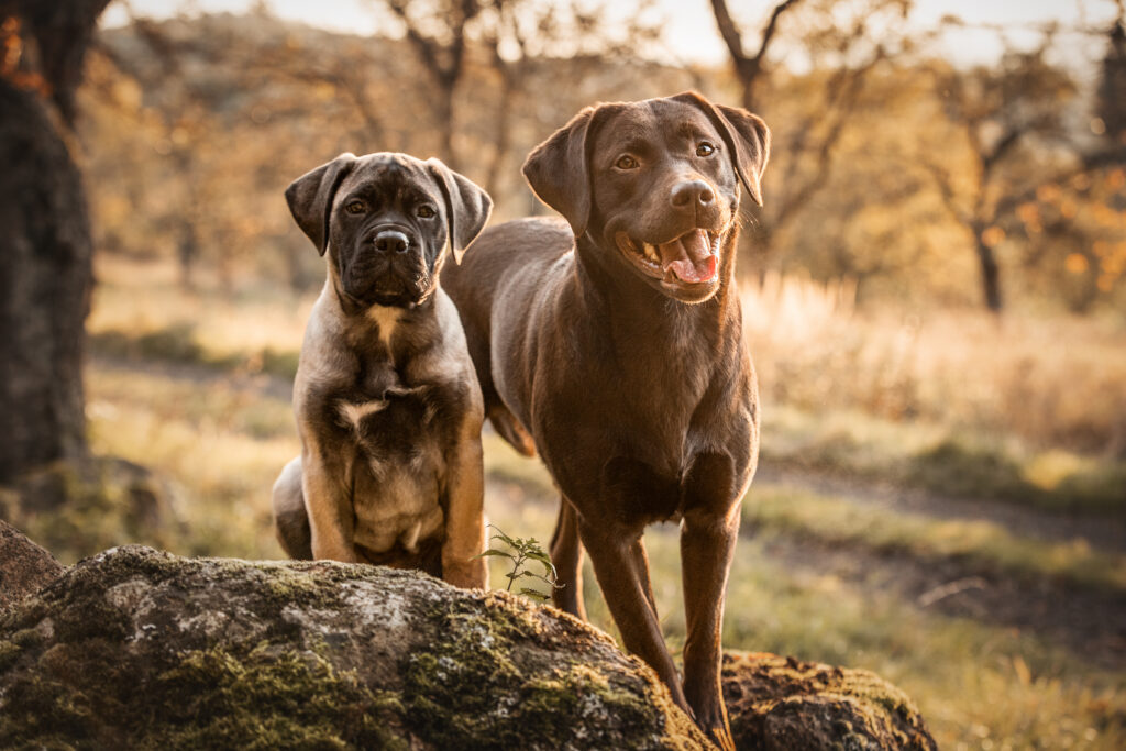 Bullmastiff und Labrador bei Hundefotoshooting mit Coralie Duda Fotografie im Wetteraukreis