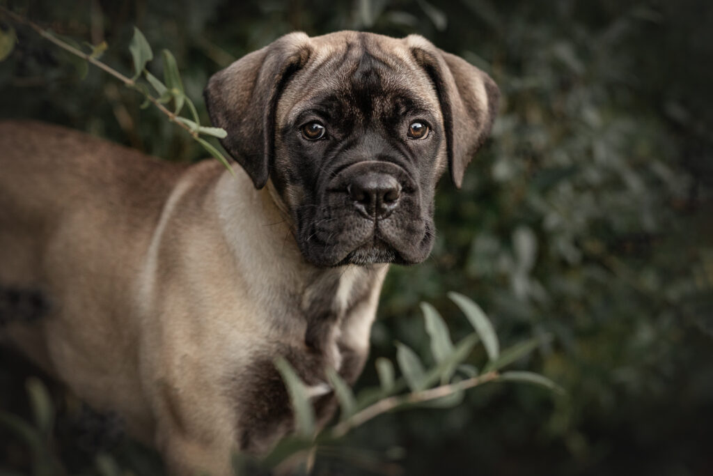 Bullmastiff Welpe bei Hundefotoshooting mit Coralie Duda Fotografie im Wetteraukreis