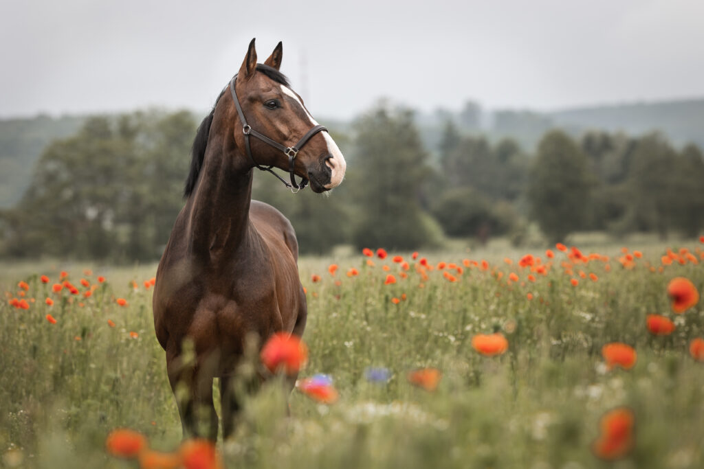 Pferd im Mohnblumenfeld bei Fotoshooting mit Coralie Duda Fotografie im Wetteraukreis