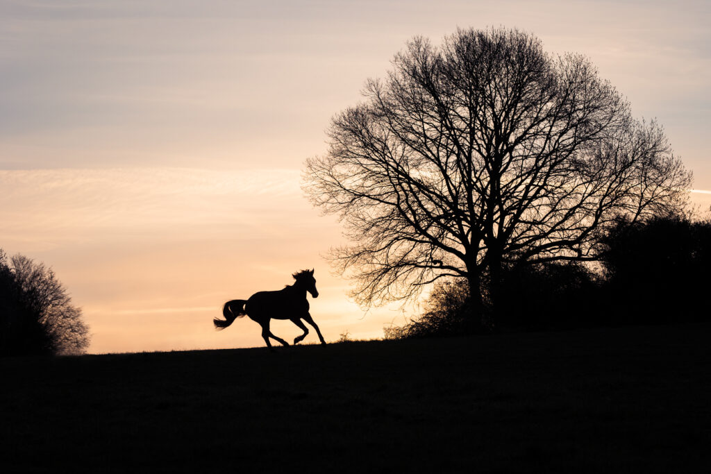 Pferd galoppiert im Sonnenaufgang bei Fotoshooting mit Coralie Duda Fotografie im Wetteraukreis