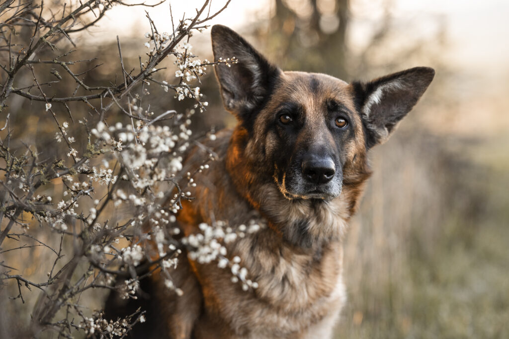 Schäferhund bei Hundefotoshooting im Frühling mit Coralie Duda Fotografie im Wetteraukreis