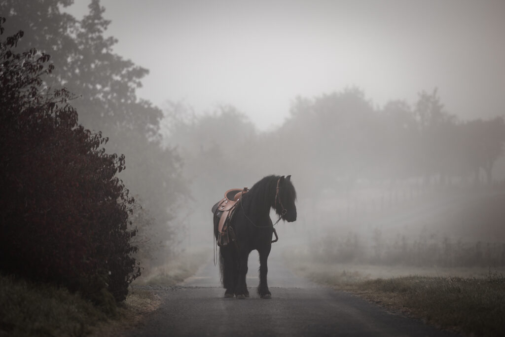 Fellpony im Nebel bei Fotoshooting mit Coralie Duda Fotografie im Main-Kinzig-Kreis