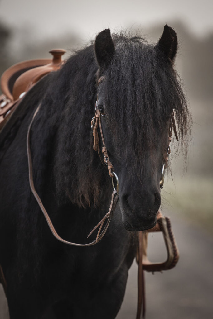 Fellpony im Westernstil bei Fotoshooting im Nebel mit Coralie Duda Fotografie im Wetteraukreis