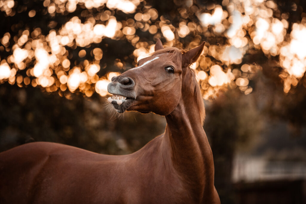 Pferd lacht bei Fotoshooting mit Coralie Duda Fotografie im Main-Kinzig-Kreis