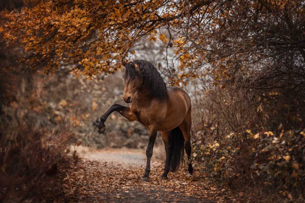 Pferd im spanischen Gruß bei Fotoshooting im Herbst mit Coralie Duda Fotografie im Wetteraukreis