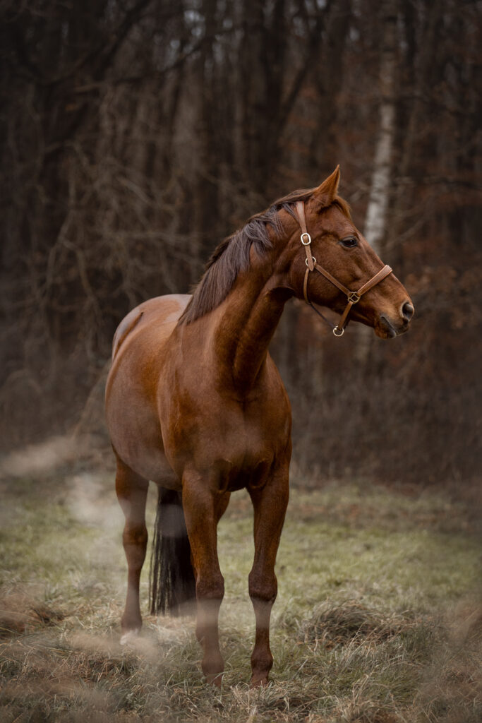 Pferd bei Winterfotoshooting mit Coralie Duda Fotografie im Wetteraukreis