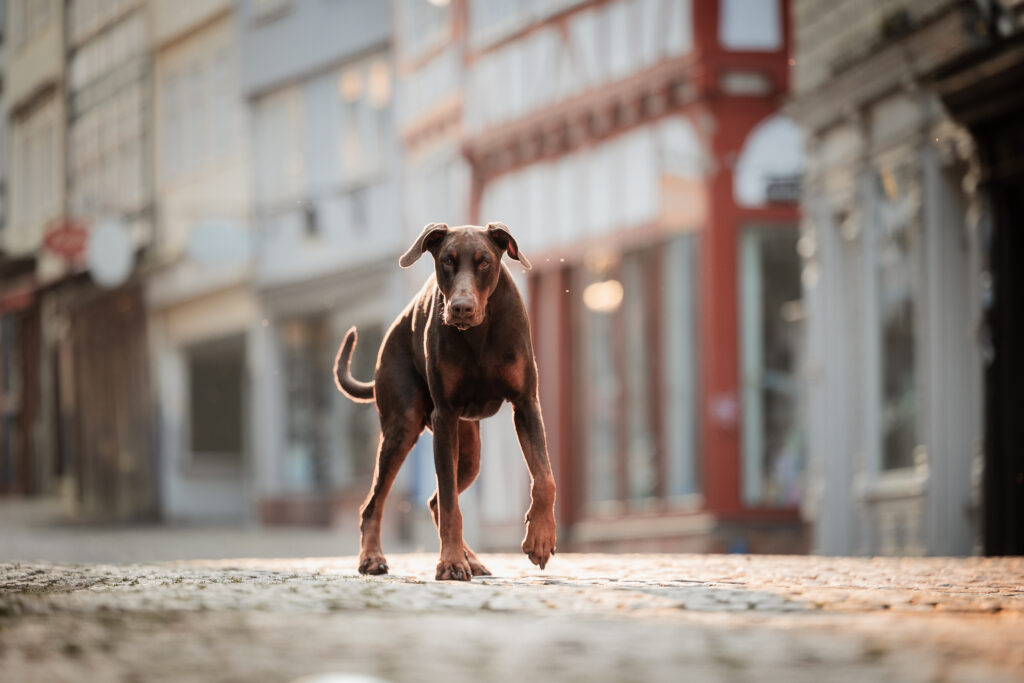 Dobermann läuft durch Marburg bei Hundefotoshooting mit Coralie Duda Fotografie in Marburg