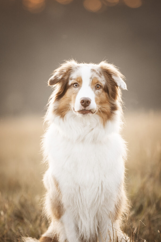 Australian Shepherd bei Sonnenaufgangsshooting mit Hundefotografin Coralie Duda Fotografie im Wetteraukreis