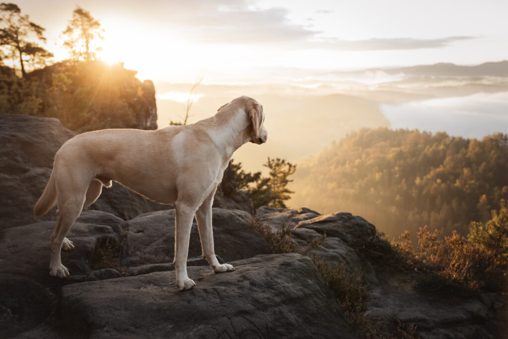 Labrador bei Hundefotoshooting im Sonnenaufgang in der Sächsischen Schweiz mit Coralie Duda Fotografie