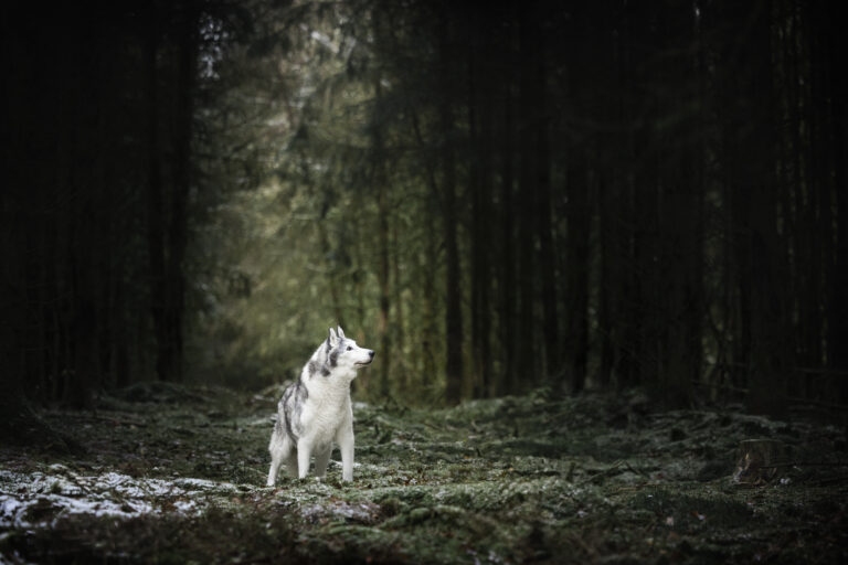 Hundefotoshooting im Wald – Weihnachtswunder Moshi