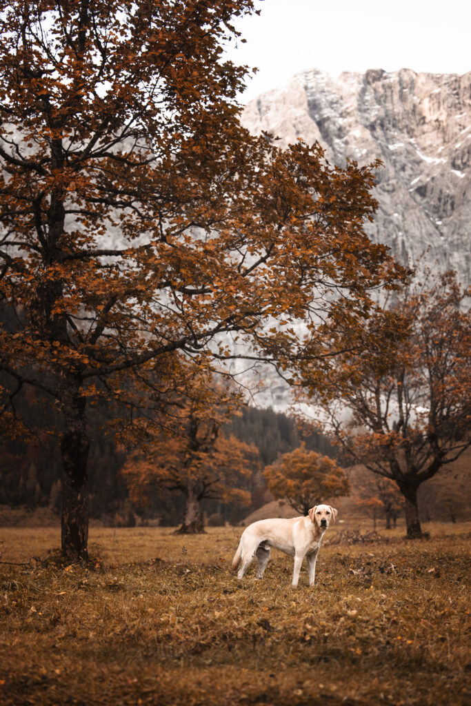 Hund vor Herbstbaum bei Hundefotoshooting mit Tierfotografin Coralie Duda Fotografie im Herbst