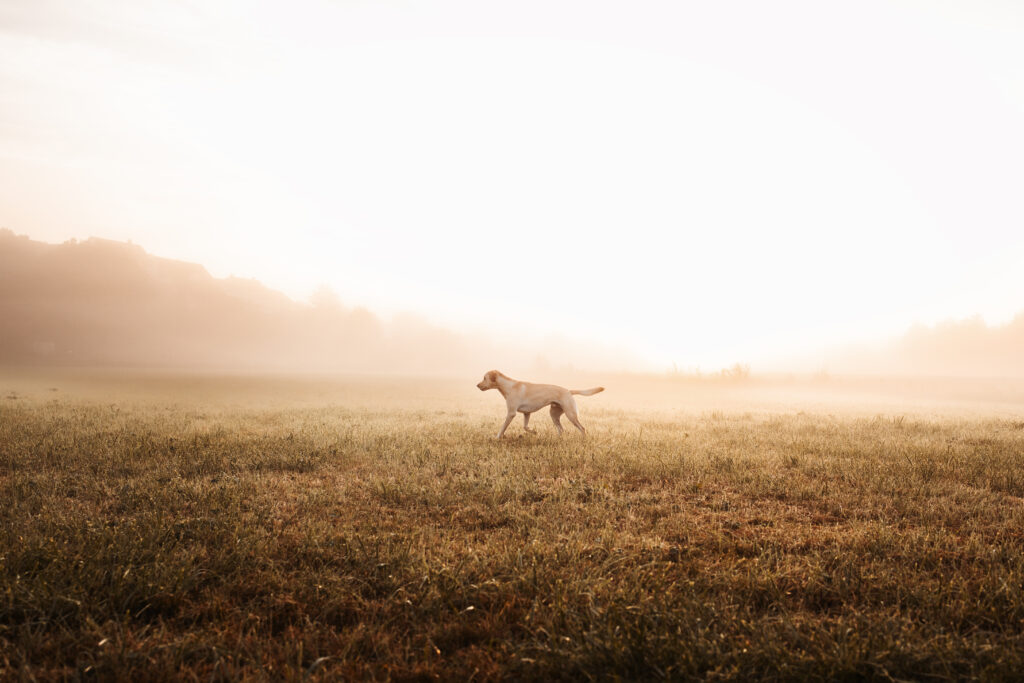 Labrador in mystischem Nebel bei Hundefotoshooting im Herbst mit Coralie Duda Fotografie in der Wetterau