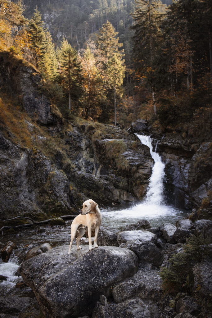 Labrador an einem Wasserfall bei Hundefotoshooting mit Coralie Duda Fotografie im Herbst