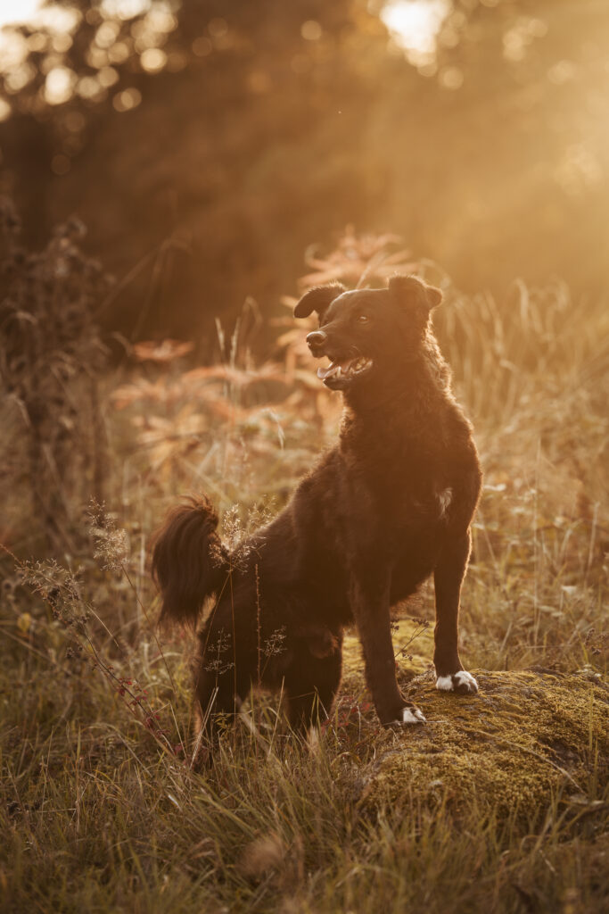 Hund bei Hundefotoshooting im Herbst mit Coralie Duda Fotografie in der Wetterau