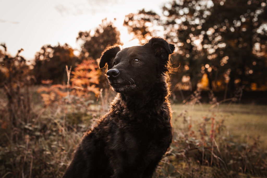 Hundeportrait bei Hundefotoshooting im Herbst mit Coralie Duda Fotografie in der Wetterau