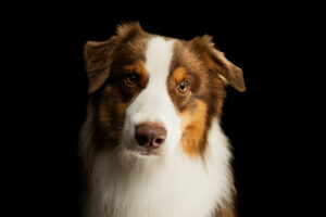 Fotoshootingaktion „Licht- und Schattenspiele“ für Hunde